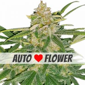Critical Mass Autoflower Cannabis Seeds