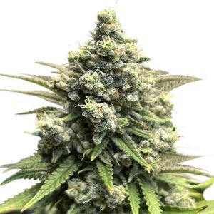 crystal feminized marijuana seeds