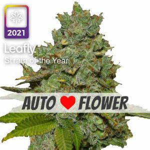 do-si-dos autoflower leafly strain of the year 2021