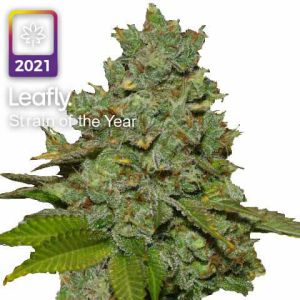 do-si-dos leafly strain of the year 2021
