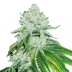 Sweet Tasting Feminized Strains - Fem Sweet Seeds Mixpack