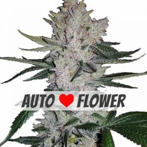 Gorilla Glue GG4 Autoflower Marijuana Seeds