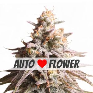 gushers autoflower marijuana seeds