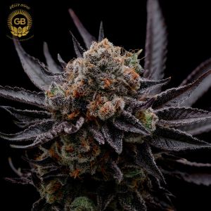 hazy girl cannabis seeds green bodhi