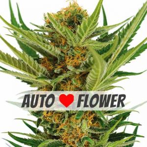 Jack Herer autoflower marijuana seeds
