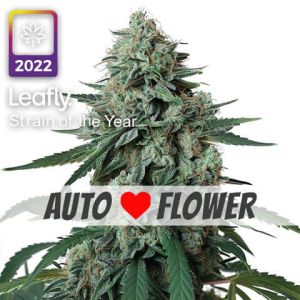 jealousy autoflower leafly strain of the year 2022