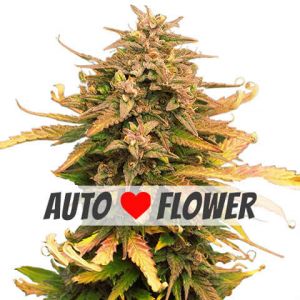 moby dick autoflower marijuana seeds