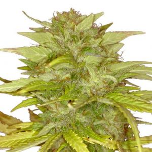 Orange Bud Feminized Marijuana seeds