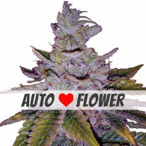 Purple Kush autoflower marijuana seeds