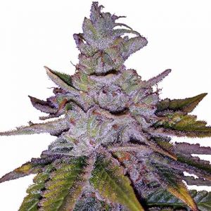 Purple Kush feminized marijuana seeds