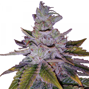 Purple Kush Autoflower Seeds For Sale | Auto Marijuana Seed