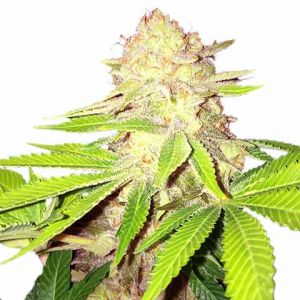 Buy Feminized Marijuana Seeds - Free Shipping >> ILGM