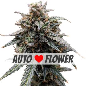 sweet tooth autoflower marijuana seeds