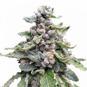 Tropicana Cookies marijuana seeds feminized