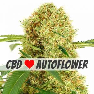 White Widow CBD autoflower marijuana seeds