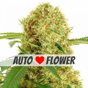 White Widow autoflower marijuana seeds