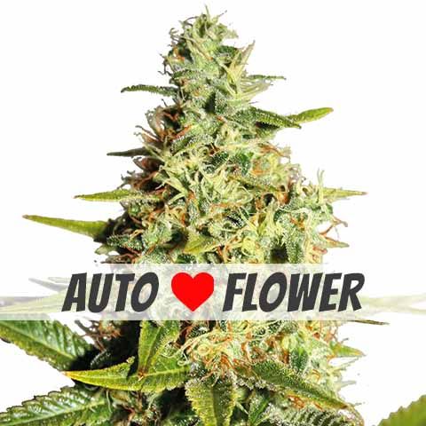 Buy Autoflower Afghan Marijuana seeds