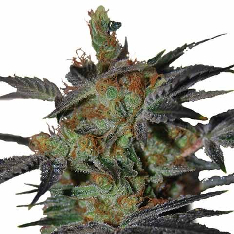 Agent Orange Feminized Juicy Mix Pack Seed Variety Pack