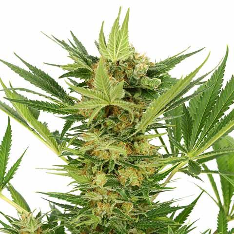 AK-47 Feminized Beginner Just Starting Out Mix Pack Seed Variety Pack