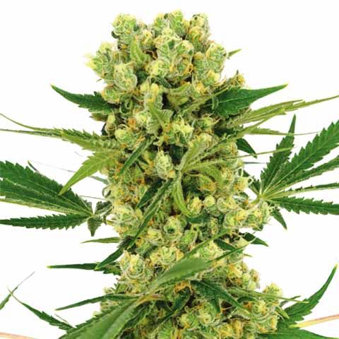 Amnesia Haze Feminized Outdoor Mix Pack Seed Variety Pack