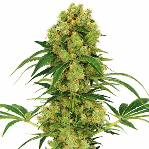 Big Bud Feminized High Yield Mix Pack Seed Variety Pack