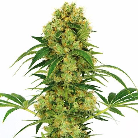 Big Bud Cannabis seeds