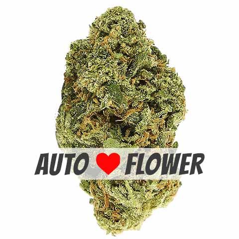 Blue Cheese Autoflower Marijuana Bud