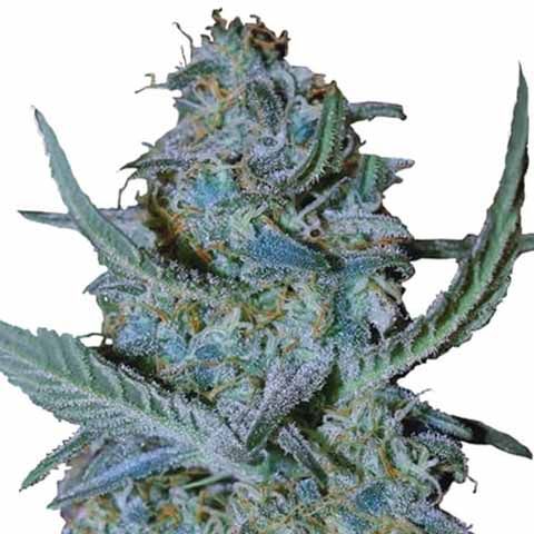 Blue Cheese Feminized Marijuana Seeds