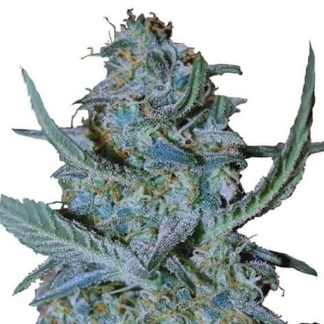 Blue Cheese Marijuana Strain