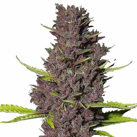 Blue Dream Feminized Blue Mix Pack Seed Variety Pack