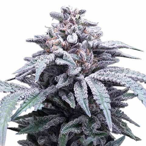 Blue Haze marijuana strain