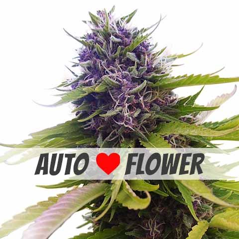 Blueberry Autoflower Mix Pack Seed Variety Pack