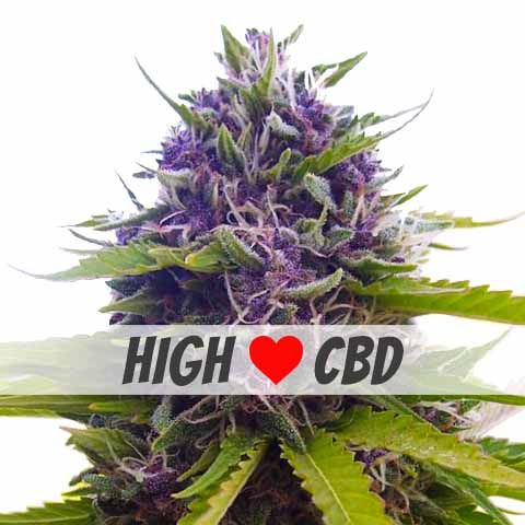 Blueberry CBD Feminized Marijuana Seeds