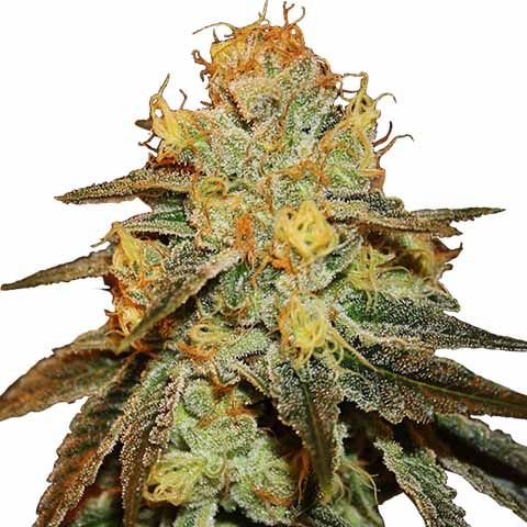 Bruce Banner Feminized Super Mix Pack Seed Variety Pack