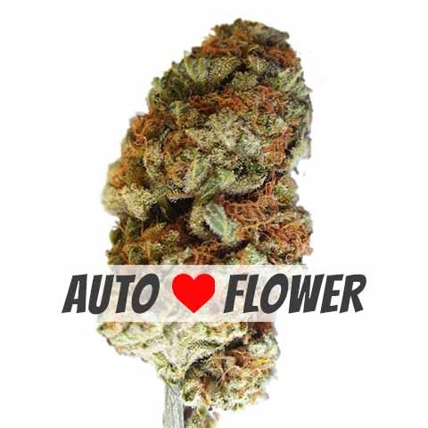 Bubblegum Autoflower Cannabis Bud