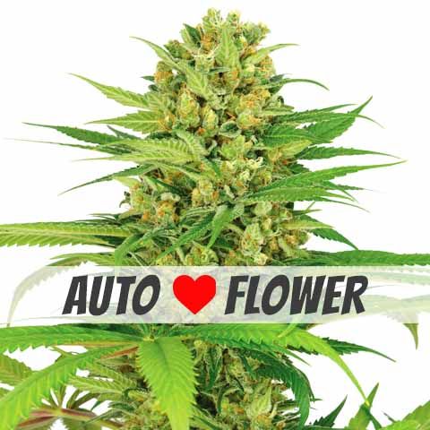 Bubblegum Autoflowering Marijuana Seeds