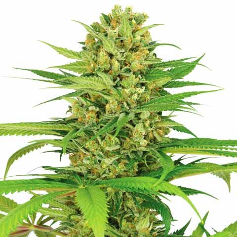 Bubblegum Feminized Beginner Just Starting Out Mix Pack Seed Variety Pack