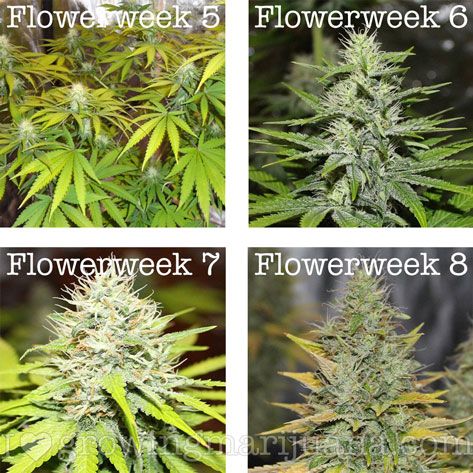 Gold Leaf Feminized Marijuana Flowerweek
