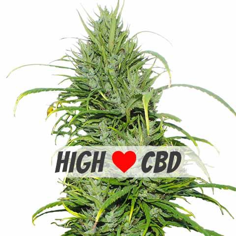 Carma (CBD) Feminized Marijuana Seeds