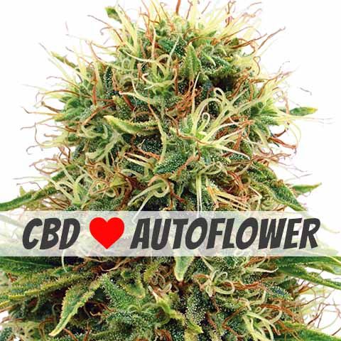 CBD Kush Autoflower CBD Seed Variety Pack