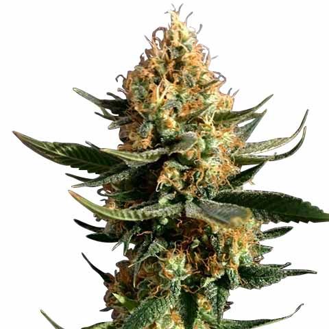 Chemdawg Feminized Chemical Mix Pack Seed Variety Pack