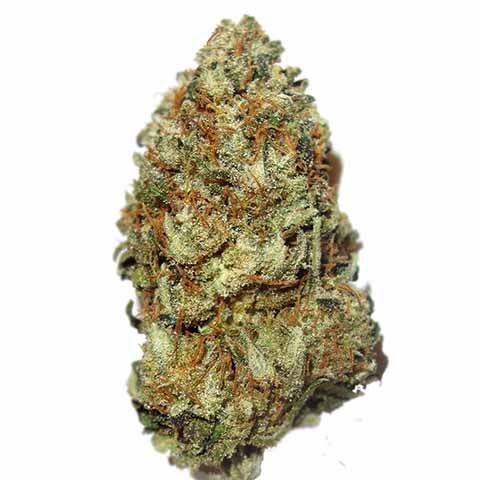 Chocolope Feminized Marijuana Bud