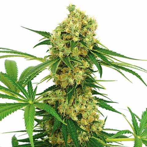 Chocolope Feminized High Yield Mix Pack Seed Variety Pack