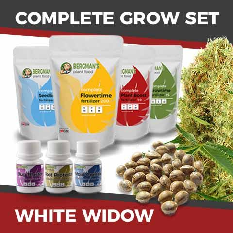 white widow feminized marijuana grow kit set