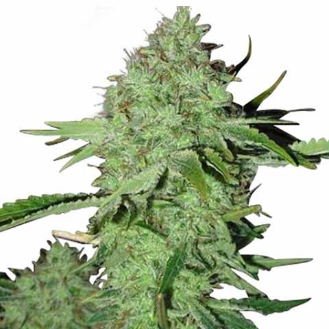 Crystal Seeds Feminized Marijuana Strain
