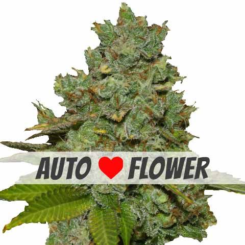 Do-Si-Dos Autoflowering Feminized Marijuana Seeds