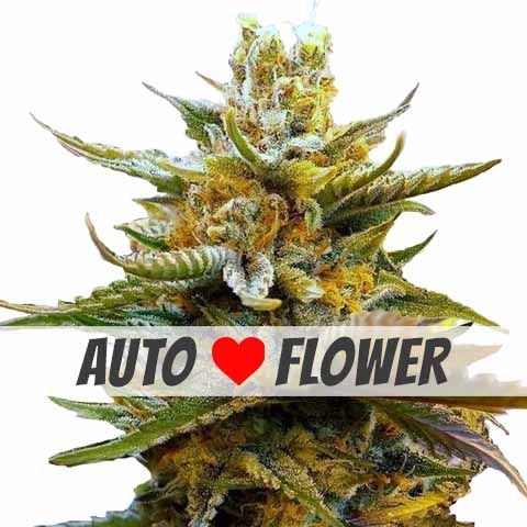 G13 Feminized Autoflowering Marijuana Seeds