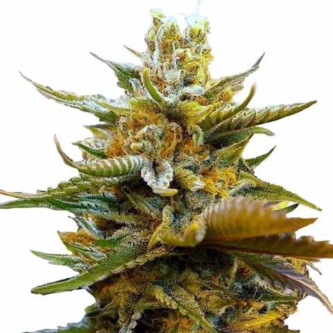 G13 marijuana strain
