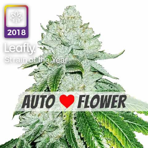 gelato autoflower leafly strain of the year 2018