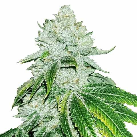 Gelato Feminized Super Mix Pack Seed Variety Pack